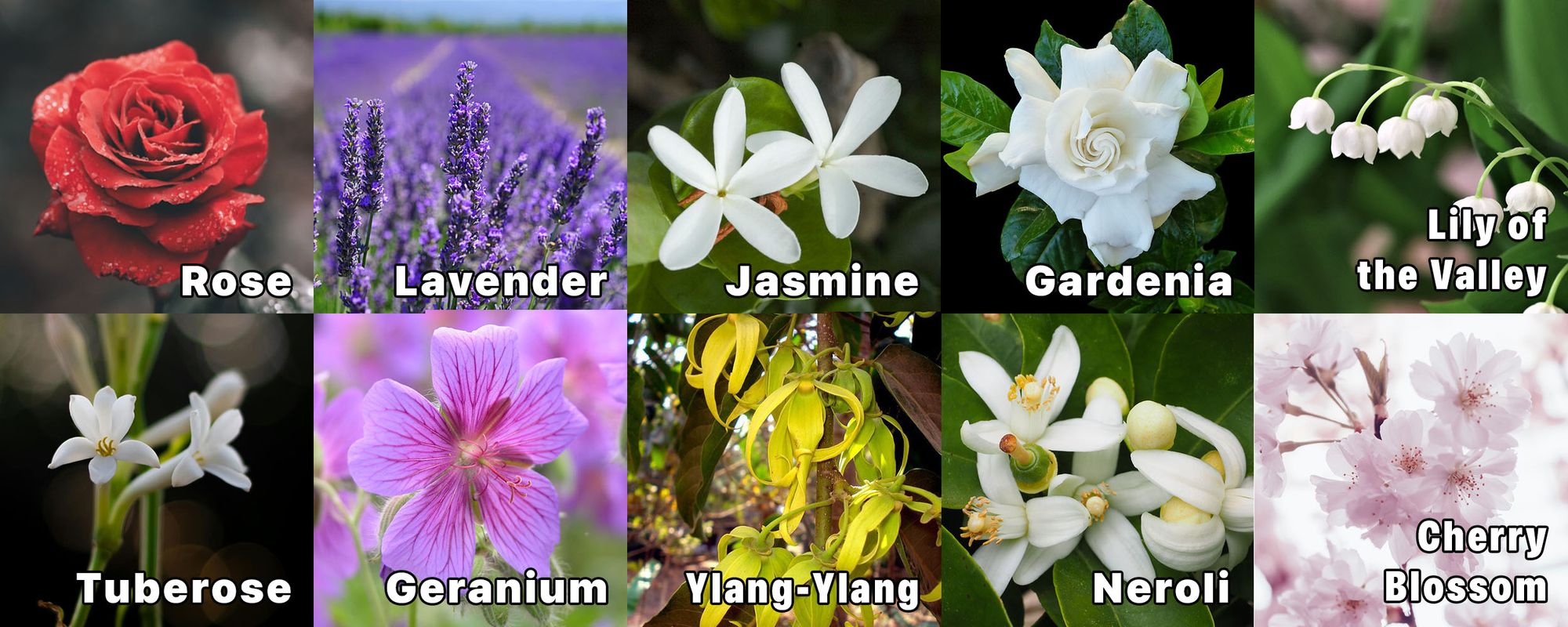 Types of Flowers: Garden, Bouquet, Tropical and More!