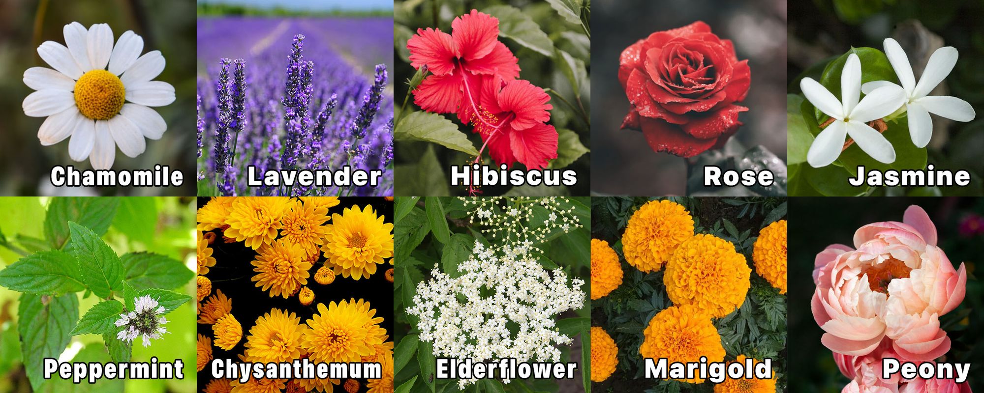 Types of Flowers: Garden, Bouquet, Tropical, and More!