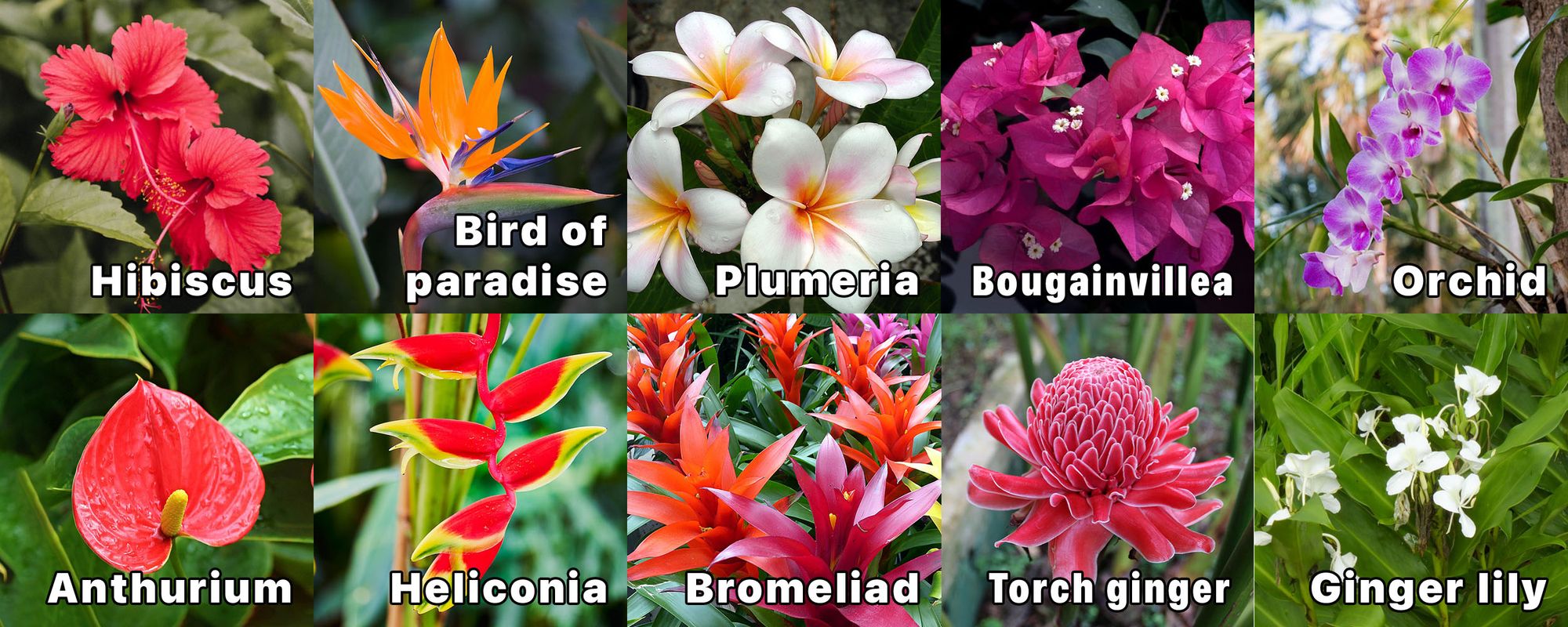 Types of Flowers: Garden, Bouquet, Tropical and More! 