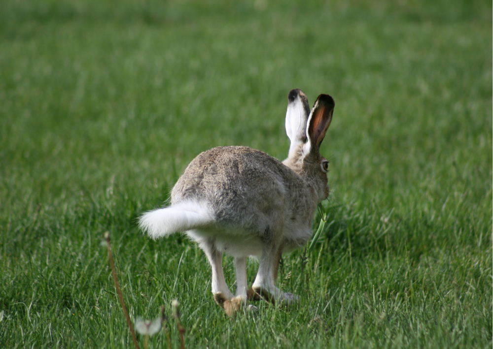 Has a rabbit. Прыгающие животные. Long Rabbit.