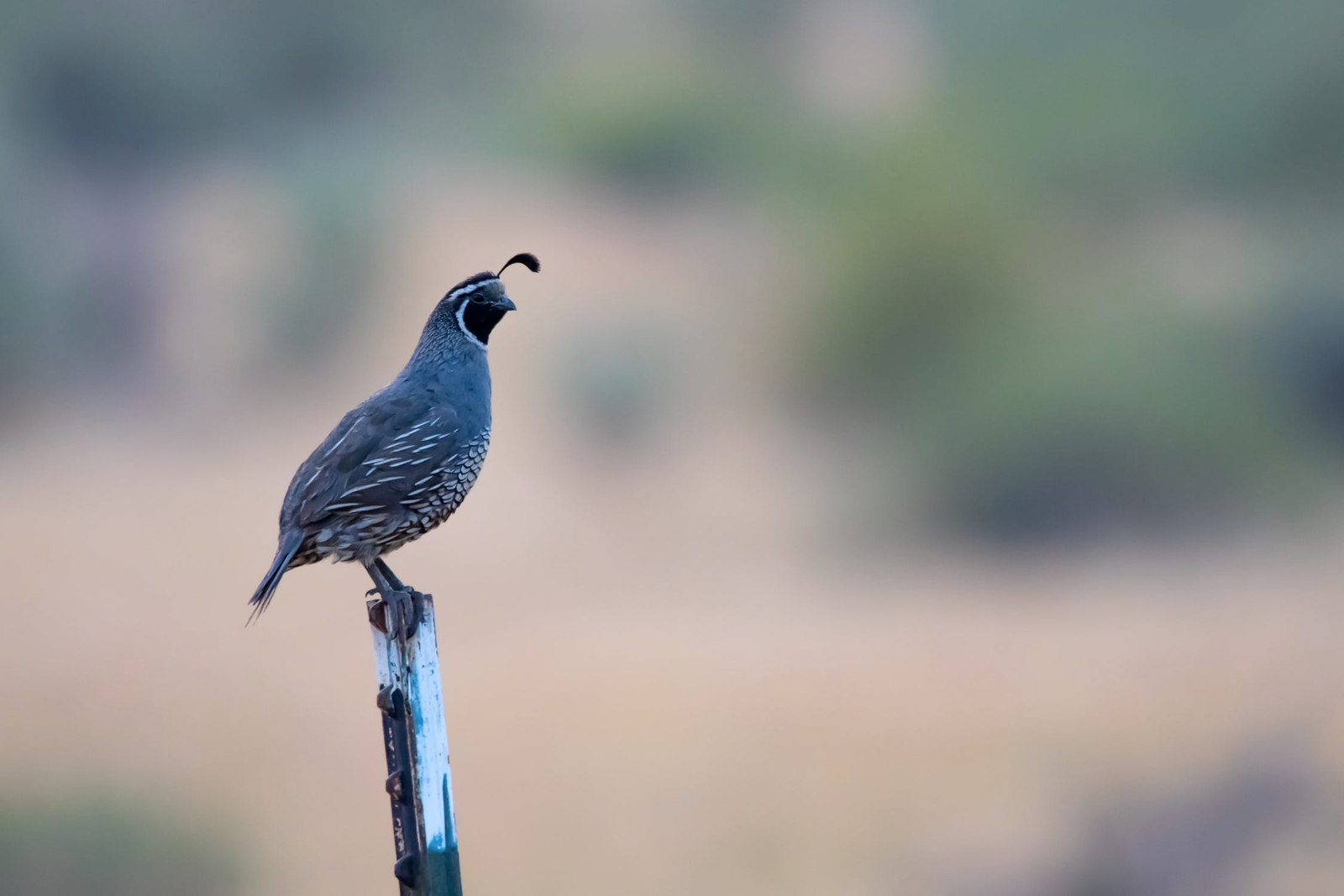 Quall, Quell, Quail: Which Is Correct?