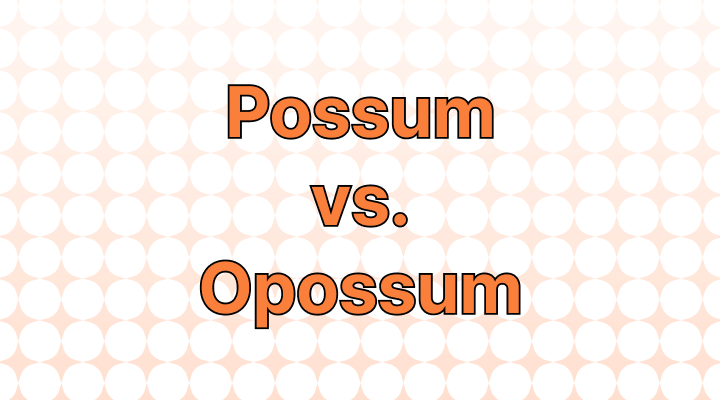 Possum vs Opossum